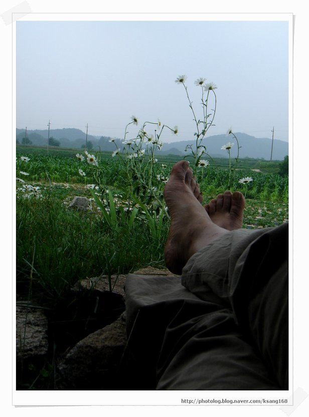 물레다실 이미지